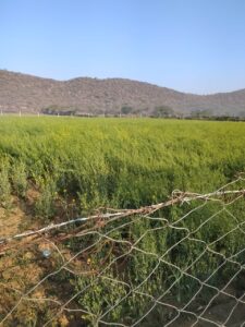 18.6 acres land